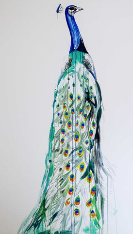 Peacock - Paola V Cesano